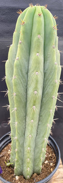 #EC288 EXACT Trichocereus Peruvianus RANCHO Cactus 13.5”