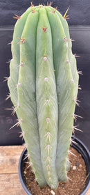 #EC288 EXACT Trichocereus Peruvianus RANCHO Cactus 13.5”