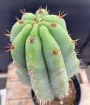 #EC288 EXACT Trichocereus Peruvianus RANCHO Cactus 13.5”