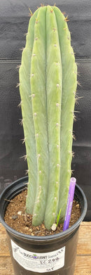 #EC288 EXACT Trichocereus Peruvianus RANCHO Cactus 13.5”