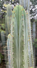 #EC290 EXACT Trichocereus Hybrid Pachanoi Juuls X Peruvianus "JP" Cactus 7-8"