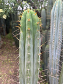 #EC290 EXACT Trichocereus Hybrid Pachanoi Juuls X Peruvianus "JP" Cactus 7-8"
