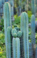 #EC290 EXACT Trichocereus Hybrid Pachanoi Juuls X Peruvianus "JP" Cactus 7-8"