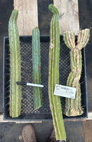 #EC292 EXACT Trichocereus Mixed Cactus cutting TLC Lot