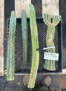 #EC292 EXACT Trichocereus Mixed Cactus cutting TLC Lot