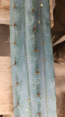 #EC293 EXACT Trichocereus Peruvianus TSSBP #536 Blue Peru Cactus Cuttings & Potted