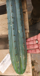 #EC293 EXACT Trichocereus Peruvianus TSSBP #536 Blue Peru Cactus Cuttings & Potted