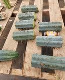 #EC293 EXACT Trichocereus Peruvianus TSSBP #536 Blue Peru Cactus Cuttings & Potted