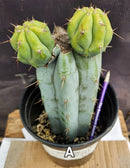 #EC293 EXACT Trichocereus Peruvianus TSSBP #536 Blue Peru Cactus Cuttings & Potted