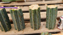 #EC293 EXACT Trichocereus Peruvianus TSSBP #536 Blue Peru Cactus Cuttings & Potted