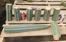 #EC293 EXACT Trichocereus Peruvianus TSSBP #536 Blue Peru Cactus Cuttings & Potted