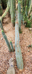 #EC293 EXACT Trichocereus Peruvianus TSSBP #536 Blue Peru Cactus Cuttings & Potted