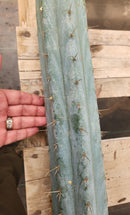 #EC293 EXACT Trichocereus Peruvianus TSSBP #536 Blue Peru Cactus Cuttings & Potted