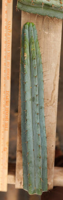 #EC293 EXACT Trichocereus Peruvianus TSSBP #536 Blue Peru Cactus Cuttings & Potted
