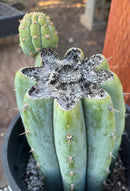 #EC294 EXACT Trichocereus Hamilton Short Spine Cactus 8.5”