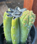 #EC294 EXACT Trichocereus Hamilton Short Spine Cactus 8.5”