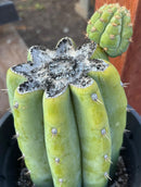#EC294 EXACT Trichocereus Hamilton Short Spine Cactus 8.5”