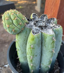 #EC294 EXACT Trichocereus Hamilton Short Spine Cactus 8.5”