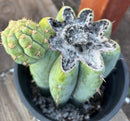 #EC294 EXACT Trichocereus Hamilton Short Spine Cactus 8.5”