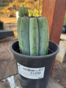 #EC294 EXACT Trichocereus Hamilton Short Spine Cactus 8.5”