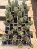 #EC295 EXACT Trichocereus Peruvianus Rosei2 X Peruvianus Sharxx Blue Cactus seedling 5-6”