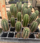 #EC295 EXACT Trichocereus Peruvianus Rosei2 X Peruvianus Sharxx Blue Cactus seedling 5-6”