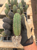 #EC295 EXACT Trichocereus Peruvianus Rosei2 X Peruvianus Sharxx Blue Cactus seedling 5-6”