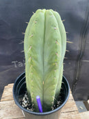 #EC296 EXACT Trichocereus Pachanoi Nuestra Bonita Cactus  11.5"