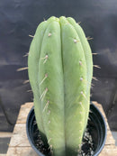 #EC296 EXACT Trichocereus Pachanoi Nuestra Bonita Cactus  11.5"