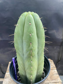 #EC296 EXACT Trichocereus Pachanoi Nuestra Bonita Cactus  11.5"