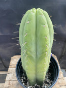 #EC296 EXACT Trichocereus Pachanoi Nuestra Bonita Cactus  11.5"
