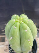 #EC296 EXACT Trichocereus Pachanoi Nuestra Bonita Cactus  11.5"