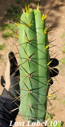 #EC297 EXACT Jude's Trichocereus Ornamental Cactus Cuttings