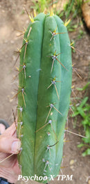 #EC297 EXACT Jude's Trichocereus Ornamental Cactus Cuttings