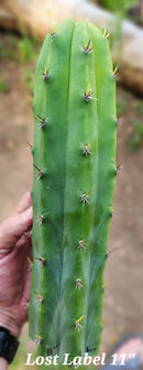 #EC297 EXACT Jude's Trichocereus Ornamental Cactus Cuttings