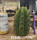 #EC297 EXACT Jude's Trichocereus Ornamental Cactus Cuttings