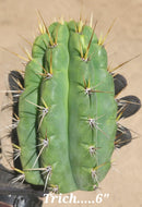 #EC297 EXACT Jude's Trichocereus Ornamental Cactus Cuttings