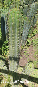 #EC297 EXACT Jude's Trichocereus Ornamental Cactus Cuttings