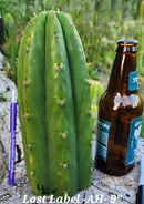 #EC297 EXACT Jude's Trichocereus Ornamental Cactus Cuttings