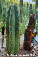 #EC297 EXACT Jude's Trichocereus Ornamental Cactus Cuttings
