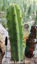 #EC297 EXACT Jude's Trichocereus Ornamental Cactus Cuttings