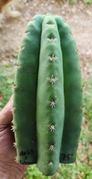 #EC297 EXACT Jude's Trichocereus Ornamental Cactus Cuttings