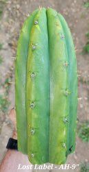 #EC297 EXACT Jude's Trichocereus Ornamental Cactus Cuttings