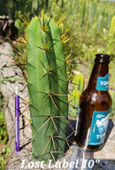 #EC297 EXACT Jude's Trichocereus Ornamental Cactus Cuttings