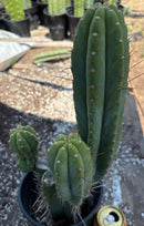 #EC298 EXACT Trichocereus Peruvianus Victoria Cactus 16”