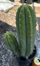 #EC298 EXACT Trichocereus Peruvianus Victoria Cactus 16”