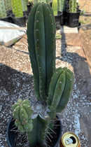 #EC298 EXACT Trichocereus Peruvianus Victoria Cactus 16”