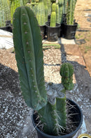#EC298 EXACT Trichocereus Peruvianus Victoria Cactus 16”