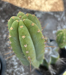 #EC298 EXACT Trichocereus Peruvianus Victoria Cactus 16”