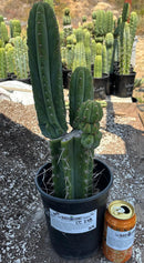 #EC298 EXACT Trichocereus Peruvianus Victoria Cactus 16”